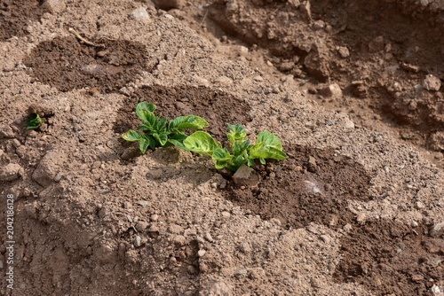 irrigation of potato plants here near town Cartagena in Spain