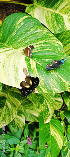 butterfly land different types of butterfly poses