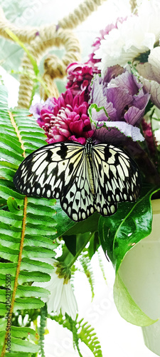 butterfly land different types of butterfly poses