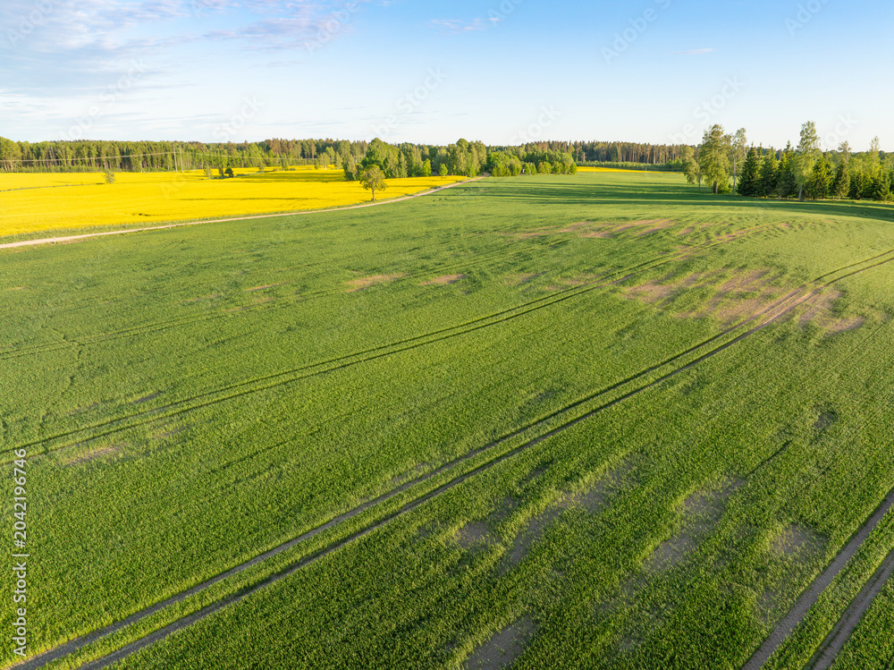 Fototapeta premium Winter frost damage in green winter crop field, aerial drone view of affected agricultural farmland