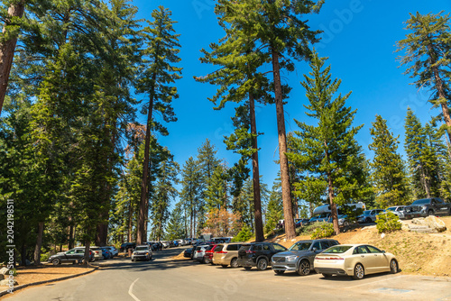 Sequoia national park visitors parking among giant trees