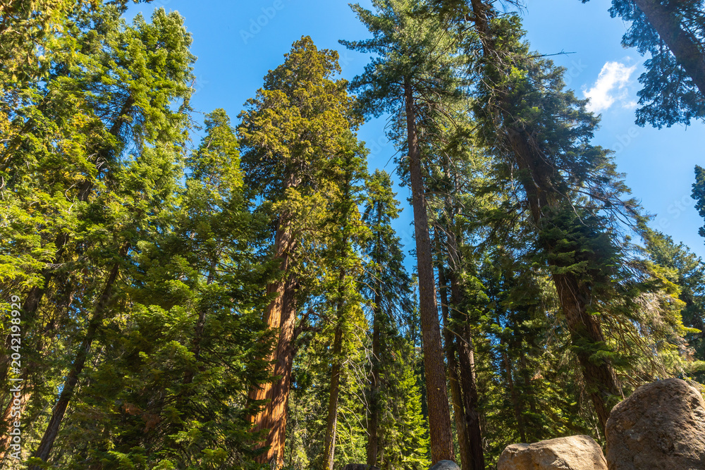 Fototapeta premium Giant sequoia trees reaching blue sky in forest