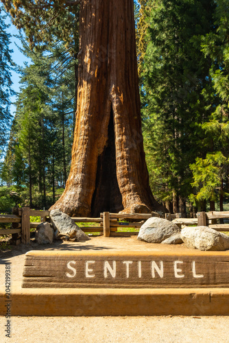 Cuadro en lienzo Sentinel tree mark in sequoia national park landscape