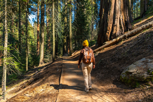 Woman hiking among giant sequoia trees in forest