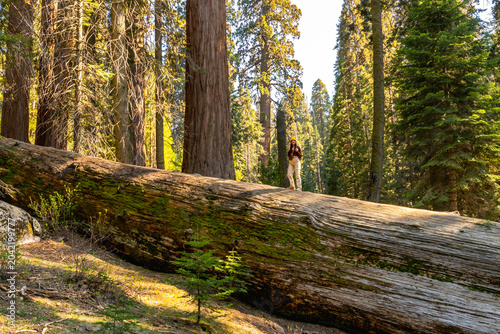 Woman exploring sequoia national park giant sequoia forest