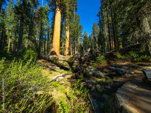 Giant sequoia trees towering above forest trail