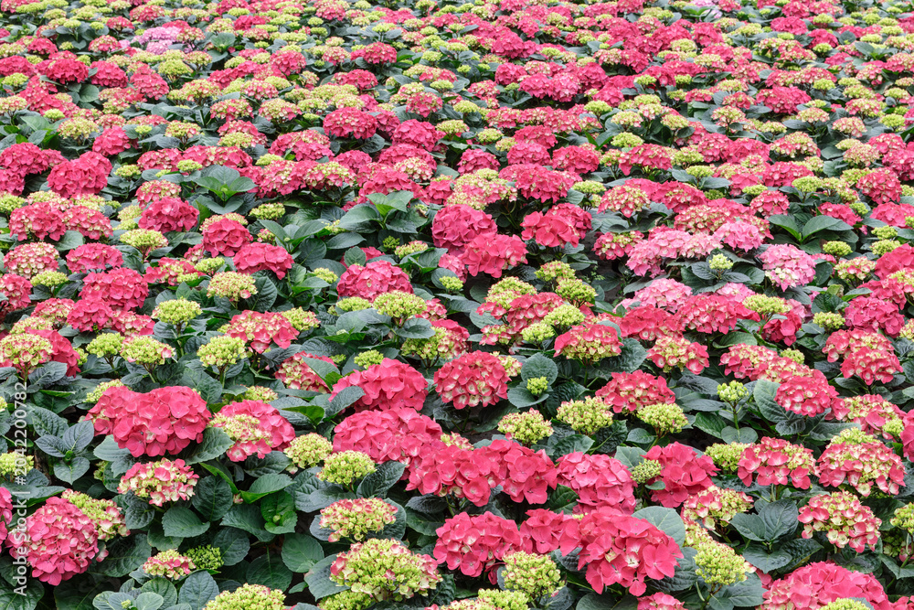 Φωτογραφία Hydrangea macrophylla flowers growing in commercial greenhouse