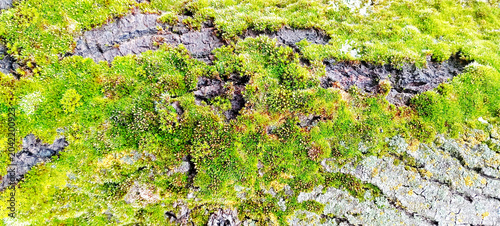 mossy grass texture on the tree
