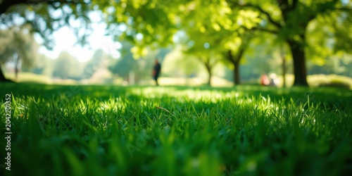 Close-up View of Lush Green Grass in a Sunny Park with Blurred Background of Trees and People