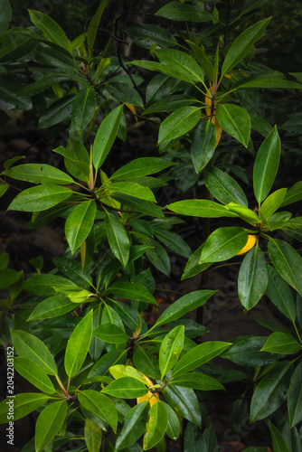 Healthy green mangrove leaves with water droplets in a tropical coastal forest, showing dense foliage and wetland plant life.