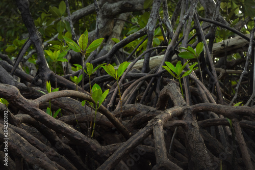 Young mangrove shoots growing through a dense maze of exposed roots in a tropical coastal forest habitat.
