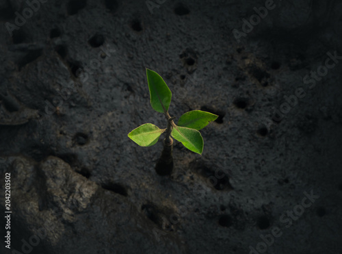 Tiny mangrove sapling emerging from dark tidal mud, showing early coastal forest regeneration in a tropical wetland habitat.