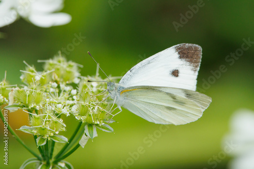 蜜を吸うモンシロチョウ　セリ科の花にとまる蝶