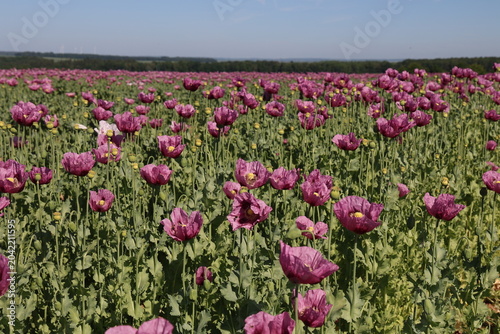 Field of red violett Poppy Flowers in Summer