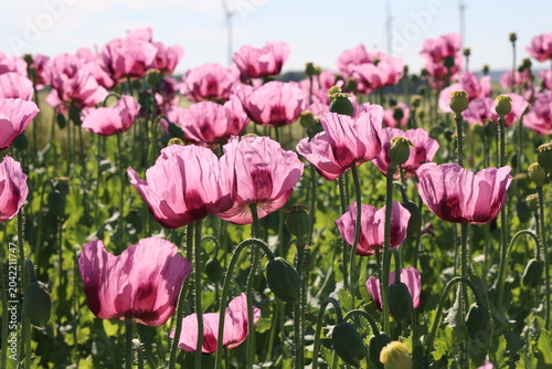 Field of red violett Poppy Flowers in Summer