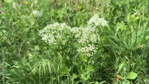 White wild carrot flowers in a field