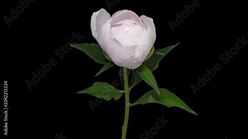 Macro time lapse blooming and wilting white peony flower, isolated on pure black background close-up