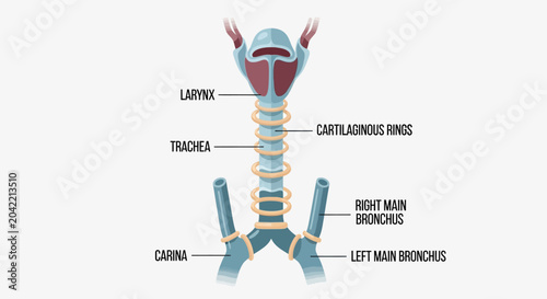 Foto Anatomical diagram of the human respiratory system including trachea and larynx