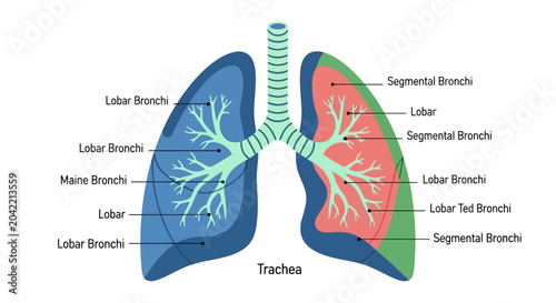 Quadro em tela Human lung anatomy diagram showing trachea and bronchial tree structure with lab