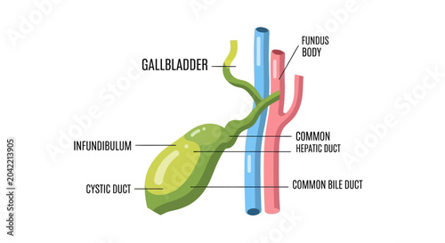 Obraz na płótnie Gallbladder and bile duct anatomy illustration