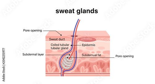 Obraz na płótnie Detailed illustration of human sweat glands within the skin layers