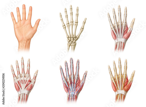 Human hand anatomy layers with muscular vascular and skeletal systems