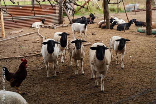 Fotografia Group of Dorper Sheep with Black Heads and White Bodies Standing in a Farm Corra