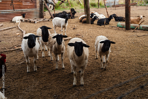 Cuadro en lienzo Dorper Sheep Breed with Black Heads and White Bodies Walking in a Farm Corral