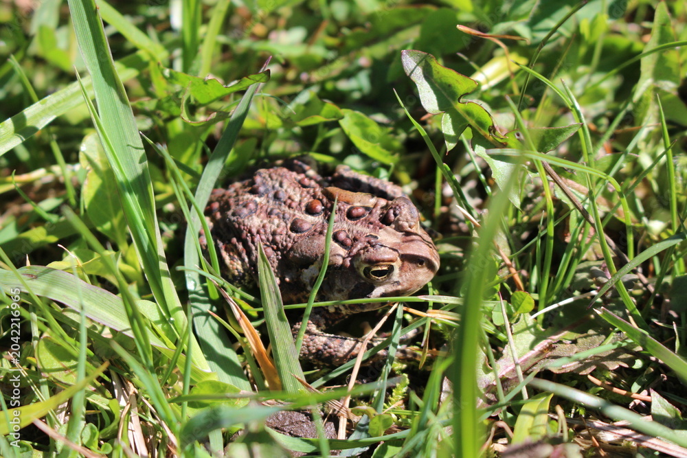 Fototapeta premium Toad