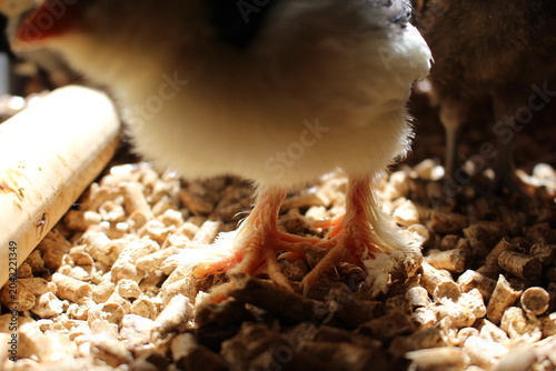 Фотография Close up of a chick's furry feet
