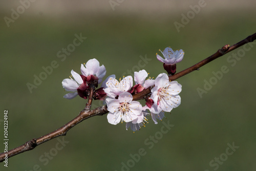Spirea (Spiraea nipponica)