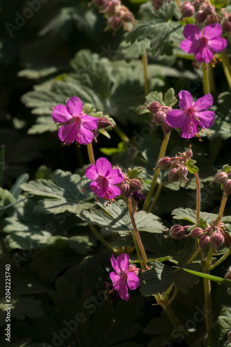 The Fragrant Geranium