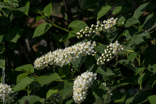 Jelly cherry (Prunus padus).