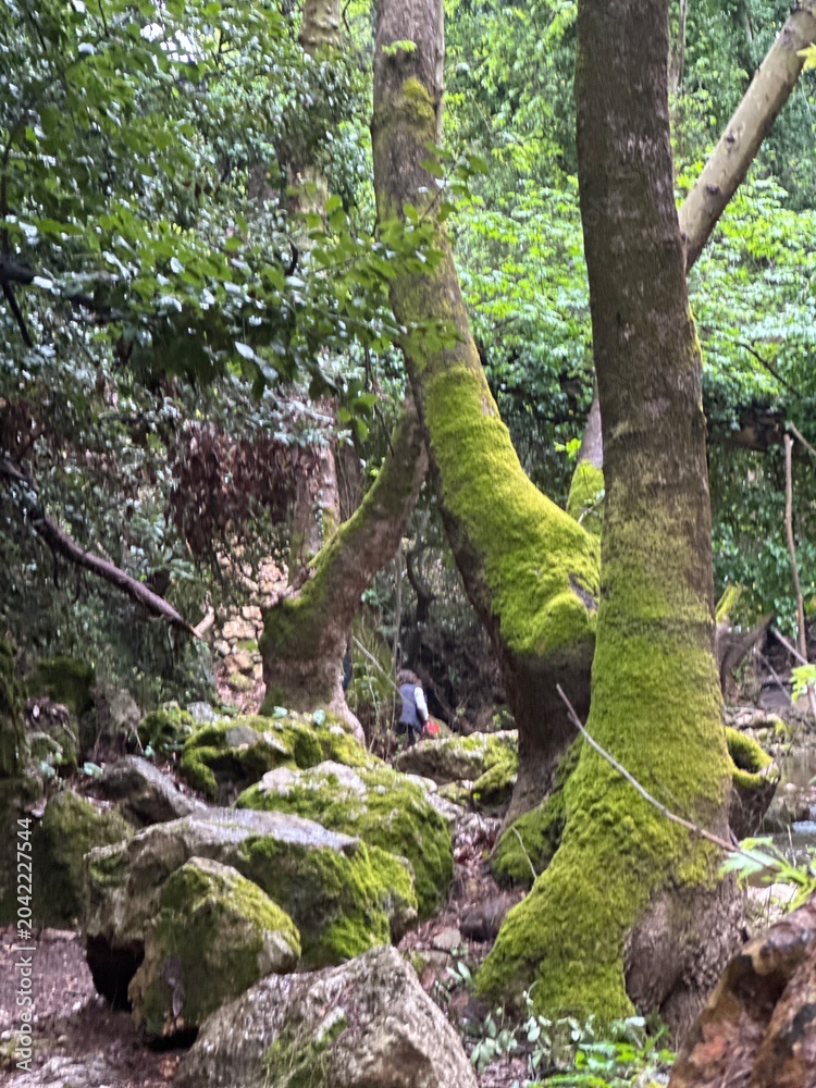 Fototapeta premium Exploring a forest path with moss-covered trees and rocks in the background