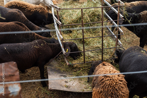 Фотография Black Santa Ines Sheep Eating Alfalfa Hay from a Metal Feeder in a Corral