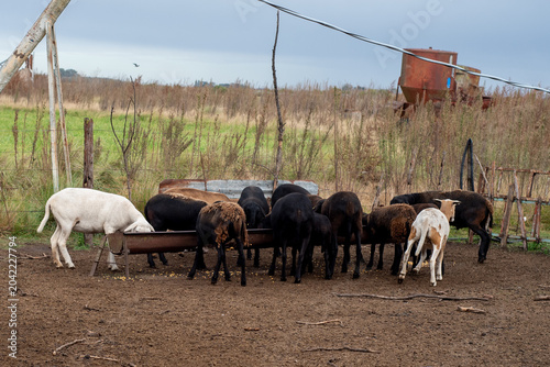 Fotografie Black Santa Ines Sheep Eating Alfalfa Hay from a Metal Feeder in a Corral