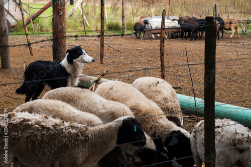Border Collie Sheepdog Watching a Flock of Dorper Sheep in a Farm Corral