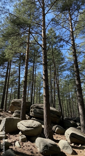 Tall pine trees rise above a rocky, sun-dappled forest floor