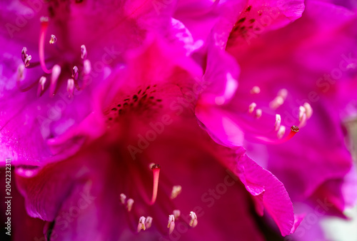 Foto Vivid macro photograph of a blooming rhododendron flower with intense pink and magenta petals, delicate stamens, and soft bokeh