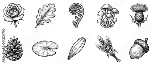 Nature elements icons set. Botanical symbols. Rose, oak leaf, fern, mushrooms, thistle. Pine cone, lily pad, wheat, acorn. Engraved black and white style