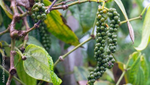 Tableau sur toile Close-up shot of a fresh green peppercorn bunch hanging from its vine