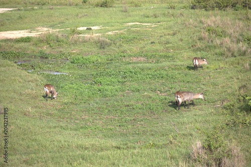 Cuadro en lienzo Waterbuck (Kobus ellipsiprymnus) on savanna plains, Murchison Falls National Park, Uganda, April 2026