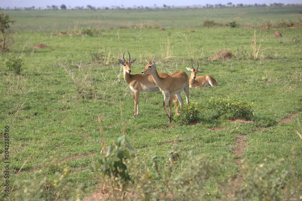 Fototapeta premium Uganda kob (Kobus kob thomasi) in savanna grassland, Murchison Falls National Park, Uganda, April 2026.