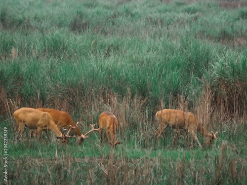 stags grazing in a meadow