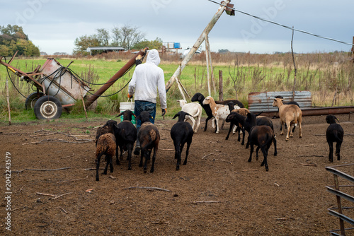 Foto Farmer with Bucket Feeding a Flock of Santa Ines Hair Sheep in a Farm Corral