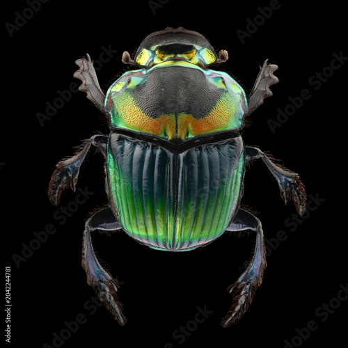 Dung beetle (Sulcophanaeus imperator) isolated on black background