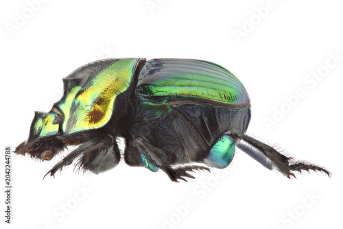 Dung beetle (Sulcophanaeus imperator) isolated on white background