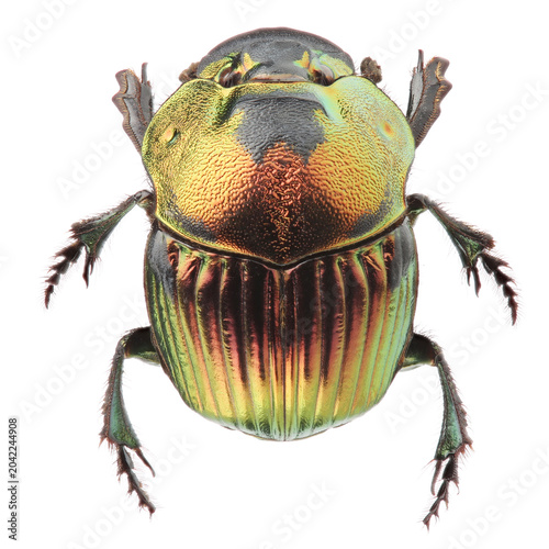 Female of scarab beetle (Phanaeus mexicanus) isolated on white