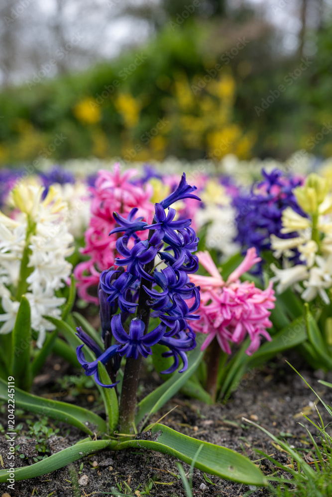 Fototapeta premium Keukenhof is a large park with immense tulip gardens, located between the towns of Lisse and Hillegom. The flowers of Holland (the Netherlands) are tulips, daffodils, and hyacinths.