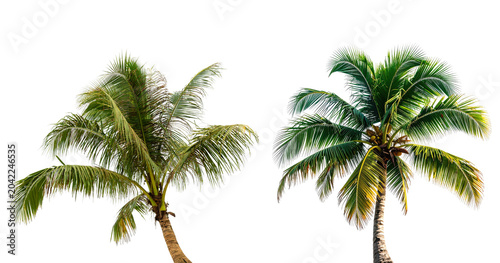 Фотография Coconut trees in different stems, Isolated on transparent background